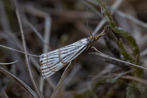 Réf. 237 123 : Chrysocrambus linetella